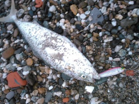 ジャイアントドックX